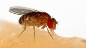 Científicos intervienen en el cerebro de la mosca de la fruta para controlar sus alas