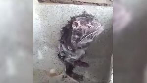 La verdad sobre el video viral del ratón que “se baña” como un humano