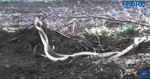Vídeo flagra 'dança do acasalamento' impressionante entre cobras
