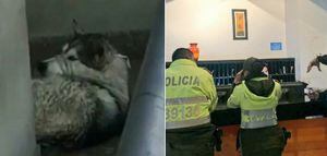 ¿Qué ha pasado con el caso de la perrita con el hocico amarrado?