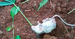 Rato curioso desmaia após comer folhas de maconha