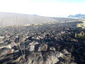 Incendio en Reserva Ecológica Antisana fue liquidado tras tres días de labores