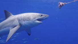 Niño de 10 años sobrevivió de milagro un ataque de tiburones en playas mexicanas