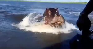 Vídeo impressionante registra momento em que hipopótamo persegue pequena embarcação e causa pânico