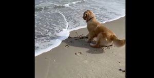 Brincando na areia, cachorro se assunta com onda do mar e vídeo fofo se torna viral nas redes