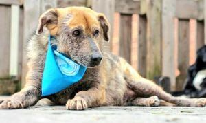 ¡Buena noticia! Capellán finalmente será adoptado por una familia amorosa