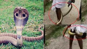 Vídeo mostra como cobra-rei se enrola com força na perna de idoso; ela uma das maiores espécies venenosas do mundo