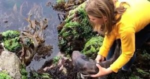 Menina de 11 anos se arrisca para salvar um tubarão que ficou encalhado na praia; confira o vídeo