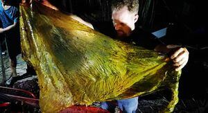 “Es asqueroso”: biólogos marinos encontraron una ballena muerta y en su estómago había 40 kilos de bolsas plásticas