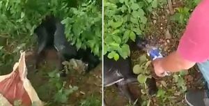 Indignante: abandonaron a un perro vivo dentro de un costal en el Atlántico