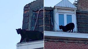 ¡Cual gato callejero! Una pantera negra se paseaba por techos cerca de Lille