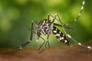 5 consejos para prevenir el dengue