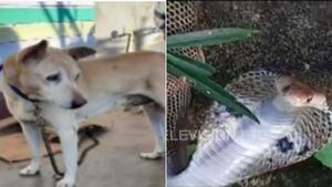 Cachorro luta com cobra venenosa para salvar família