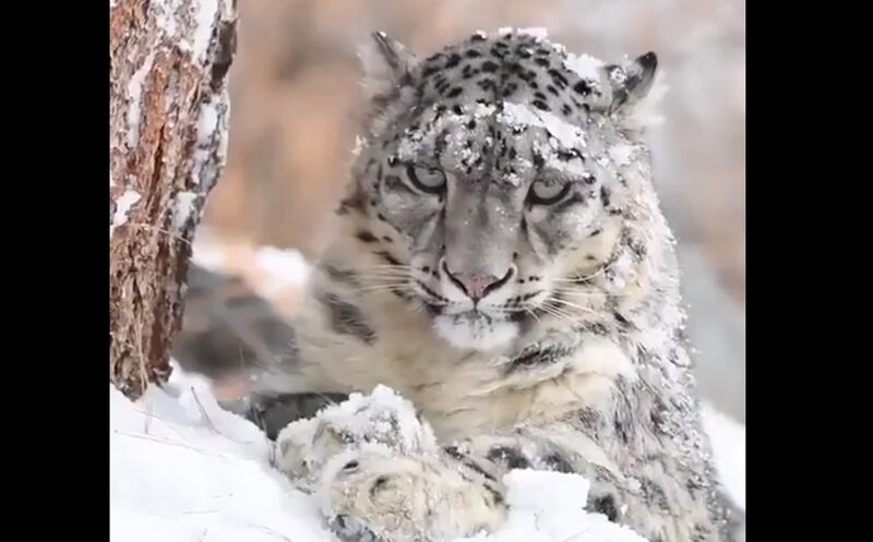 Leopardo Oculto de las nieves | Foto: Susanta Nanda