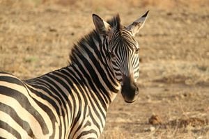 Zebra foge de parque nacional e quando volta dá à luz a um filhote bem diferente