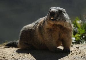 Llegó el día de la marmota: Rusia prohibió la caza del roedor por temor a la peste bubónica