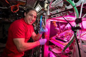 La NASA muestra como crecen nuevas plantas a partir de semillas espaciales en la ISS