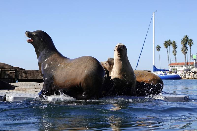 Leones marinos persiguen a turistas que no respetan su hábitan en San Diego.