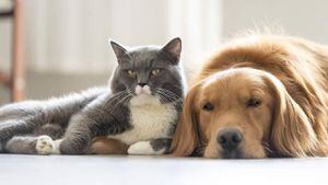 ¿Pueden los perros o gatos contagiarte de Coronavirus?
