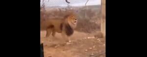 Vídeo flagra momento em que homem tenta fazer ‘demonstração’ com leão e animal escapa de recinto; assista