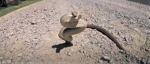 Vídeo mostra captura rara de uma das cobras mais venenosas do mundo