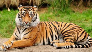 Los tigres podrían extinguirse dentro de una década según organización animalista