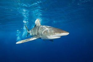 Ecuador prohíbe comercio de cinco nuevas especies de tiburón en combate a pesca ilegal