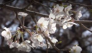 La fiesta de las flores de cerezo en Tokio se cancela por crisis de coronavirus