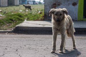 México, país con más perros callejeros de América Latina