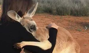 A verdadeira história por trás do 'abraço de canguru' que se tornou viral nas redes sociais