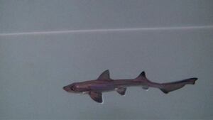 Tiburón "milagroso" nace en tanque lleno de tiburones hembras