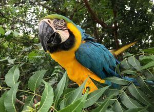 Vuelven a su hábitat más de 200 animales silvestres que fueron rescatados en Bogotá