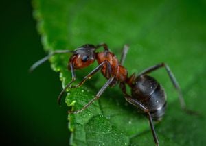 Dicas caseiras para afastar as formigas do seu jardim