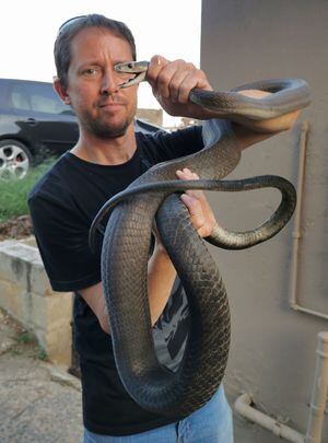 Vídeo mostra captura de uma das cobras mais rápidas e mortais do mundo