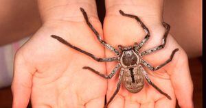 Vídeo assustador: mulher deixa aranha gigante correr em suas mãos; ‘É linda’, diz