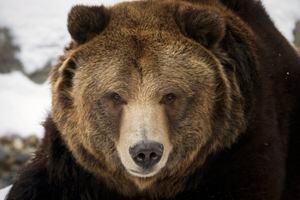 Hombre sale arrancando tras ser perseguido por un oso en plena avenida en ciudad de Rusia
