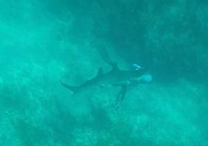 El video de cuando una pareja de buzos se topa no con un tiburón, sino que con cientos