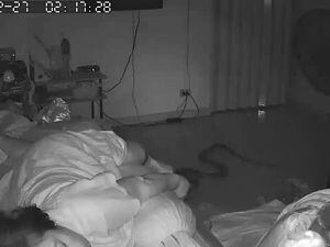 Vídeo mostra como píton invade quarto e dá bote em mulher que estava dormindo