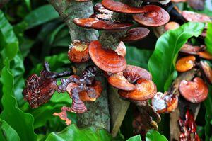 Los 3 aliados naturales más comunes contra el cáncer