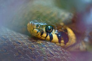 Vídeo que mostra batalha fatal entre cobras se torna viral