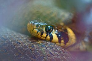 Cobra de duas cabeças com 'terceiro olho' é divulgada pela National Geographic