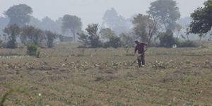 Lluvias afectan al menos 50 hectáreas de cultivos de maíz en Quetzaltenango