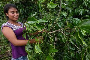 Investigación revela trabajo infantil en Guatemala detrás del café de Nespresso y Starbucks