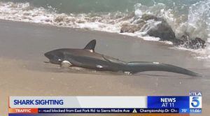 Tubarão aparece se debatendo em praia nos Estados Unidos e assusta banhistas