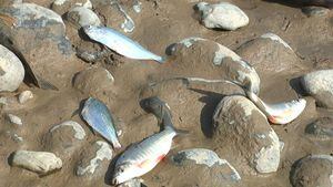 Denuncian mortandad de peces tras cierre de compuerta en Hidroituango