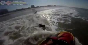 VÍDEO: Cães acompanham bombeiros durante rondas em praia no litoral de São Paulo