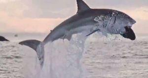 Vídeo mostra tubarão branco gigante saltando no ar com uma foca na boca