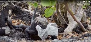 Contaminación en Galápagos: Las impactantes imágenes del plástico que azota al paraíso