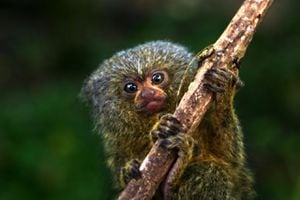Científicos descubren nueva especie en Ecuador: "Leoncillo", el mono más pequeño del mundo