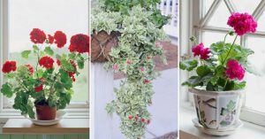 Plantas ideales para colocar debajo de una ventana y que necesitan abundante luz